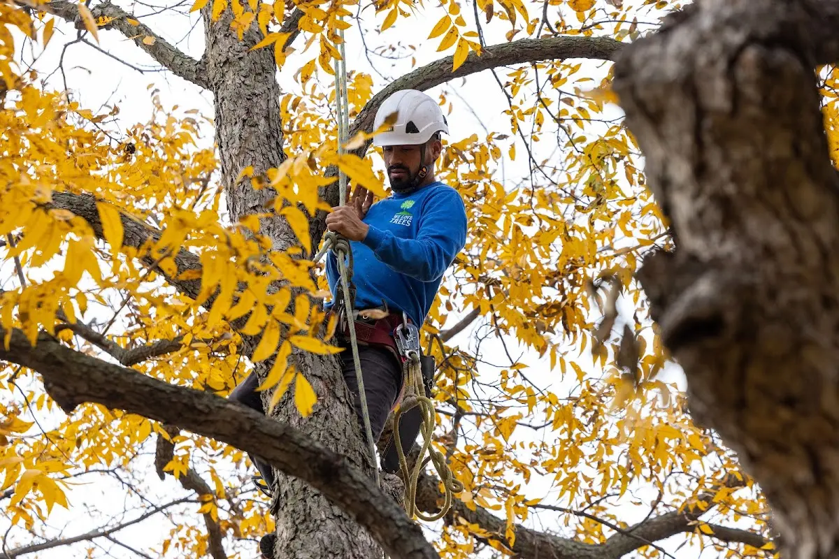 Skilled Tree Transplanting crew working in Britt